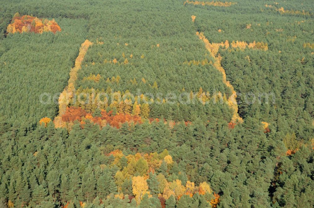 Jüterbog from the bird's eye view: Herbstlaubwald bei Jüterbog.