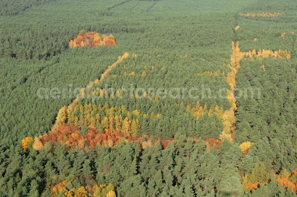 Aerial image Jüterbog - Herbstlaubwald bei Jüterbog.