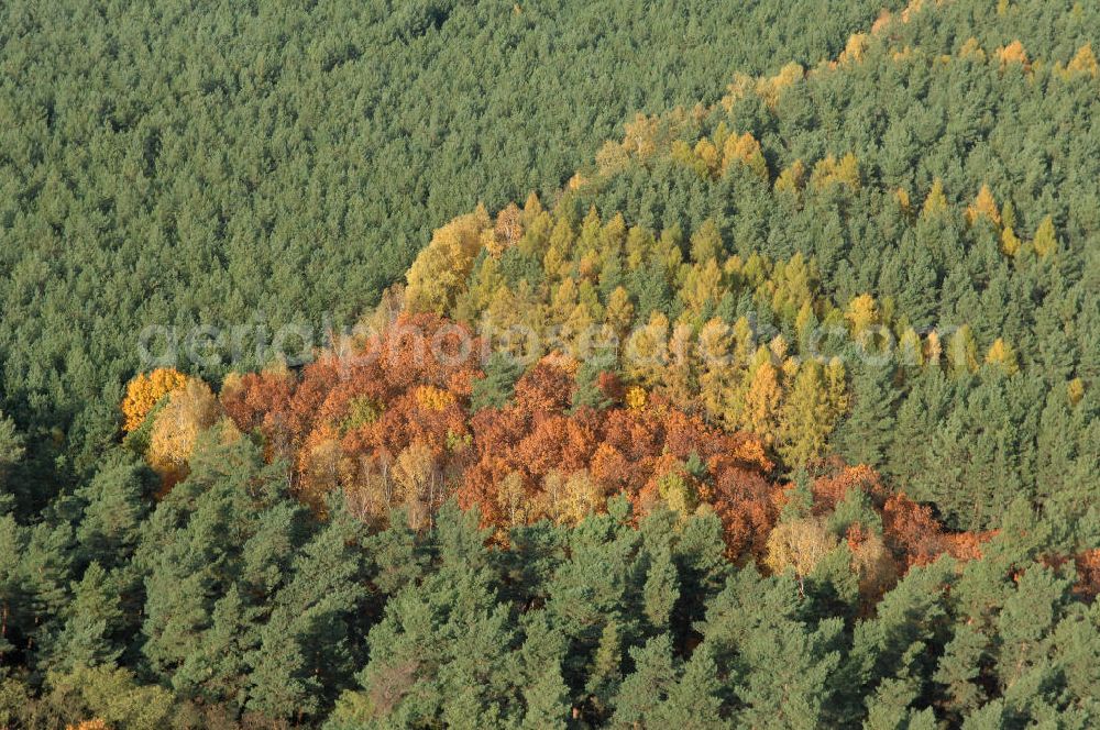 Aerial photograph Jüterbog - Herbstlaubwald bei Jüterbog.