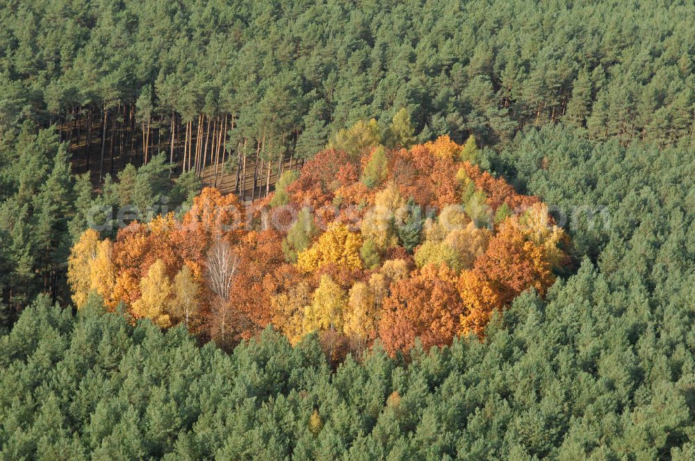 Jüterbog from above - Herbstlaubwald bei Jüterbog.