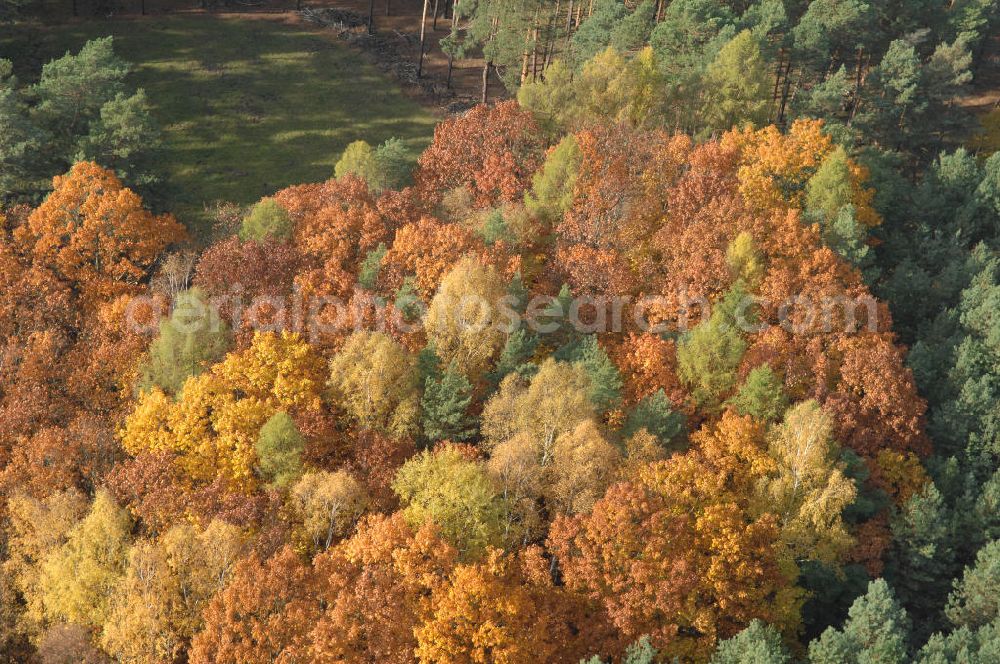 Jüterbog from the bird's eye view: Herbstlaubwald bei Jüterbog.