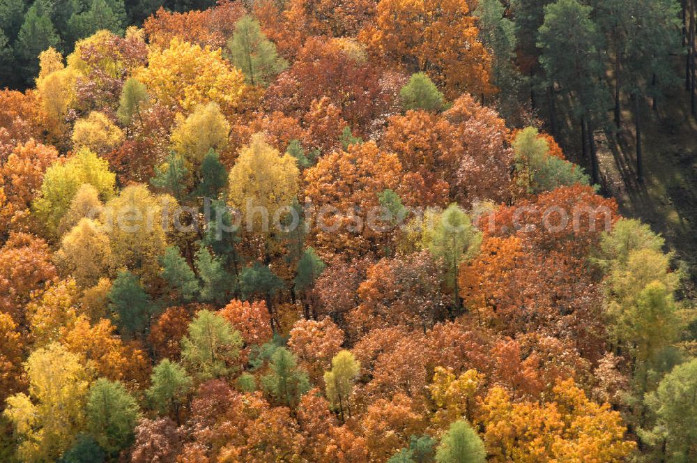 Aerial image Jüterbog - Herbstlaubwald bei Jüterbog.