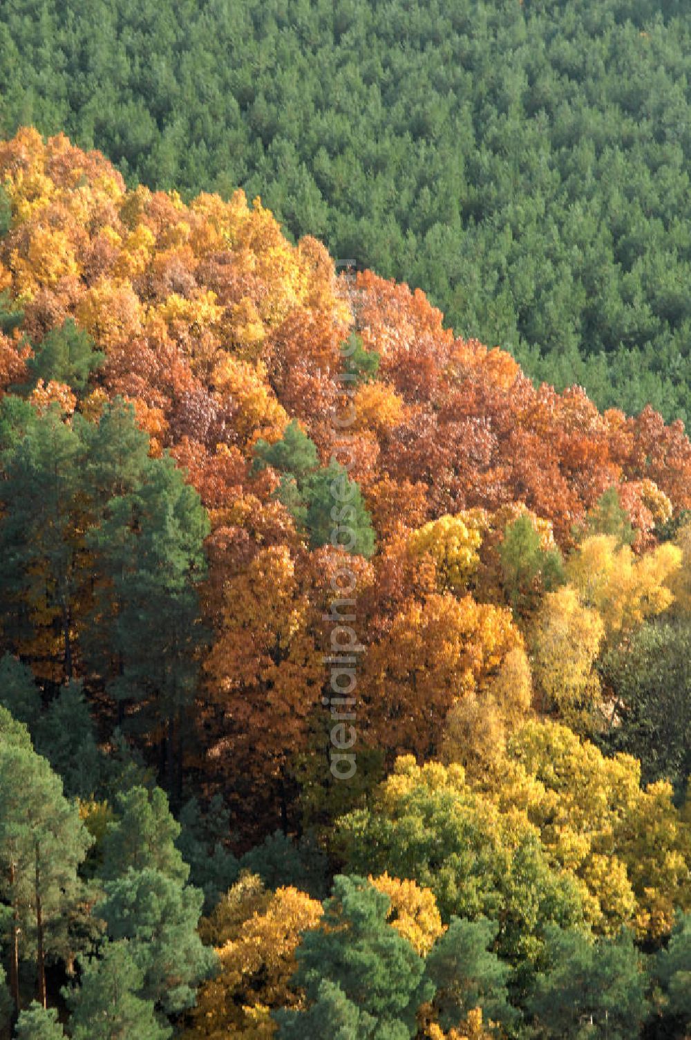 Aerial photograph Jüterbog - Herbstlaubwald bei Jüterbog.