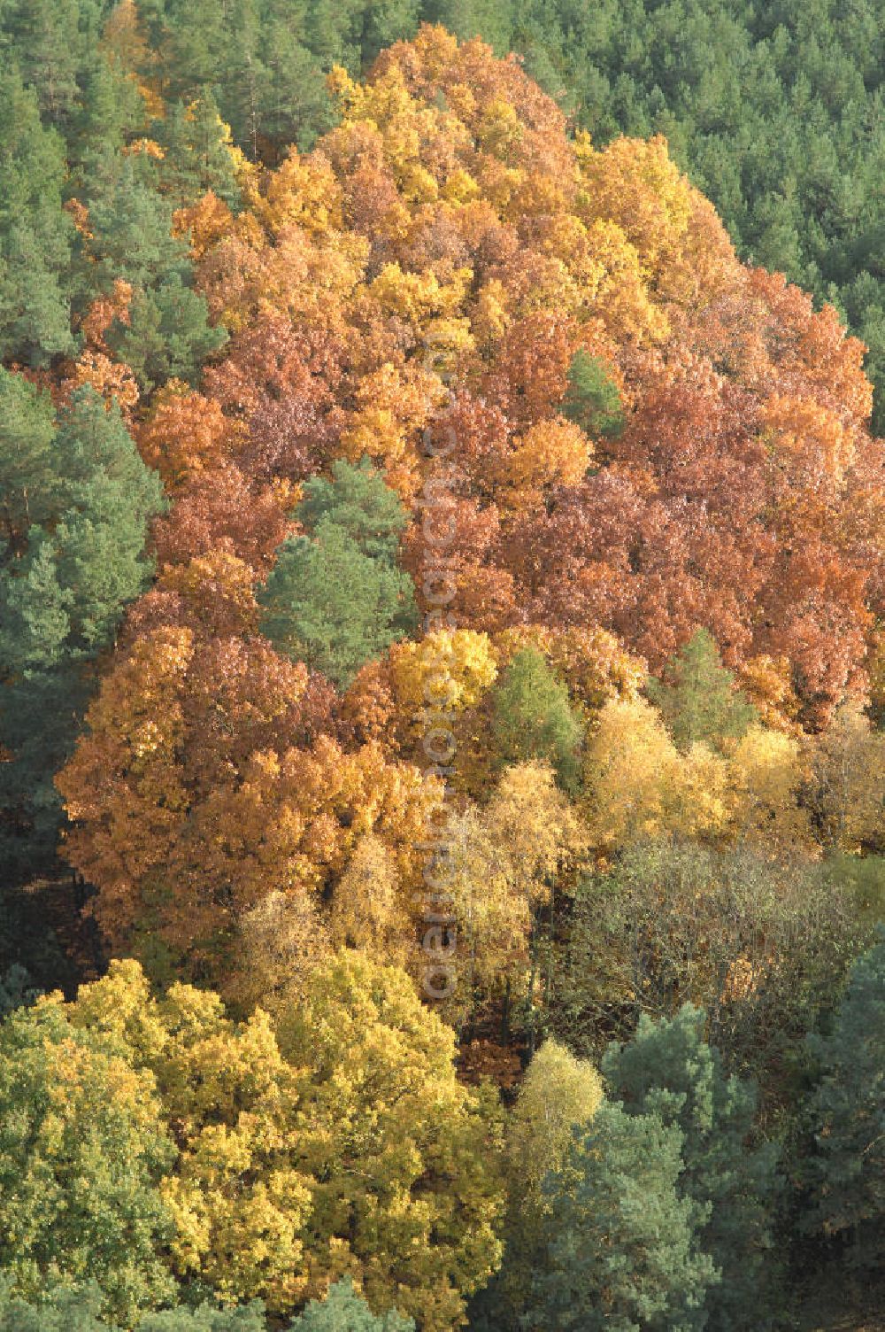 Jüterbog from above - Herbstlaubwald bei Jüterbog.