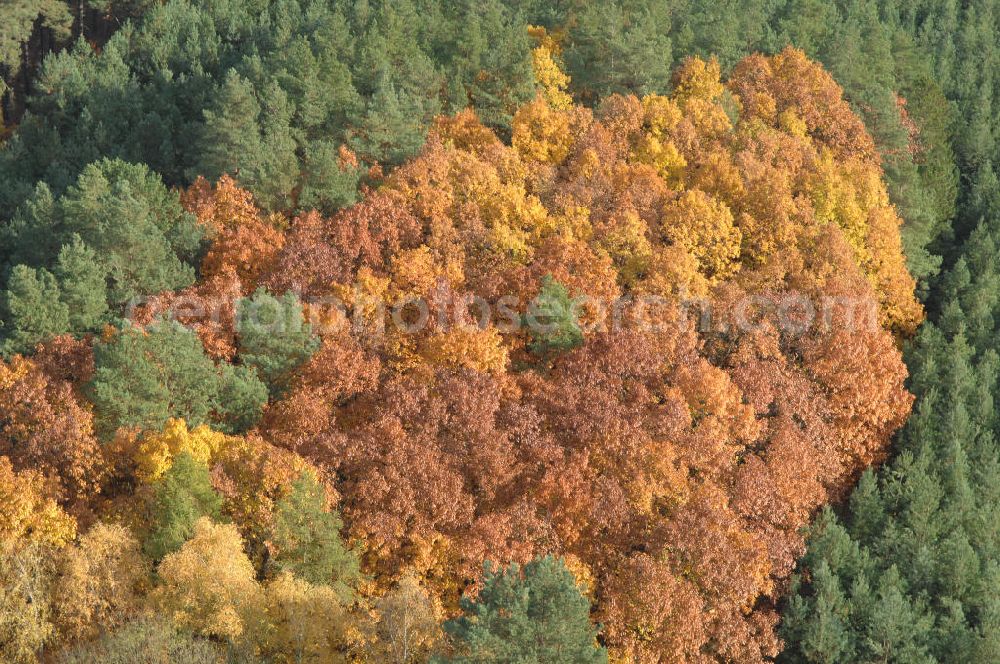 Jüterbog from the bird's eye view: Herbstlaubwald bei Jüterbog.