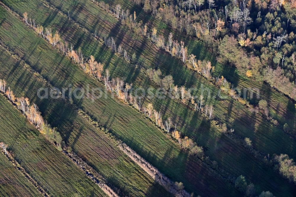 Aerial photograph Spreenhagen - Autumnal leafy vegetation of rows of trees beside a forest in Spreenhagen in Brandenburg