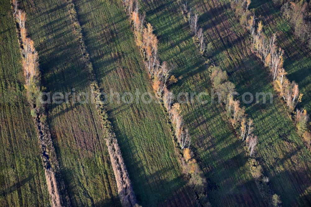 Spreenhagen from above - Autumnal leafy vegetation of rows of trees beside a forest in Spreenhagen in Brandenburg