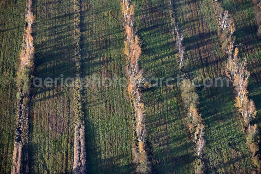 Spreenhagen from the bird's eye view: Autumnal leafy vegetation of rows of trees beside a forest in Spreenhagen in Brandenburg