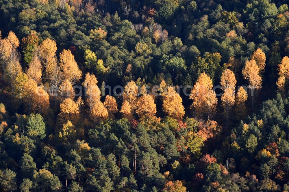 Aerial photograph Altlandsberg - Autumnally brightly colored treetops in a forest area in Altlandsberg in the state Brandenburg