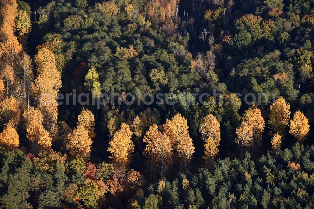 Altlandsberg from above - Autumnally brightly colored treetops in a forest area in Altlandsberg in the state Brandenburg