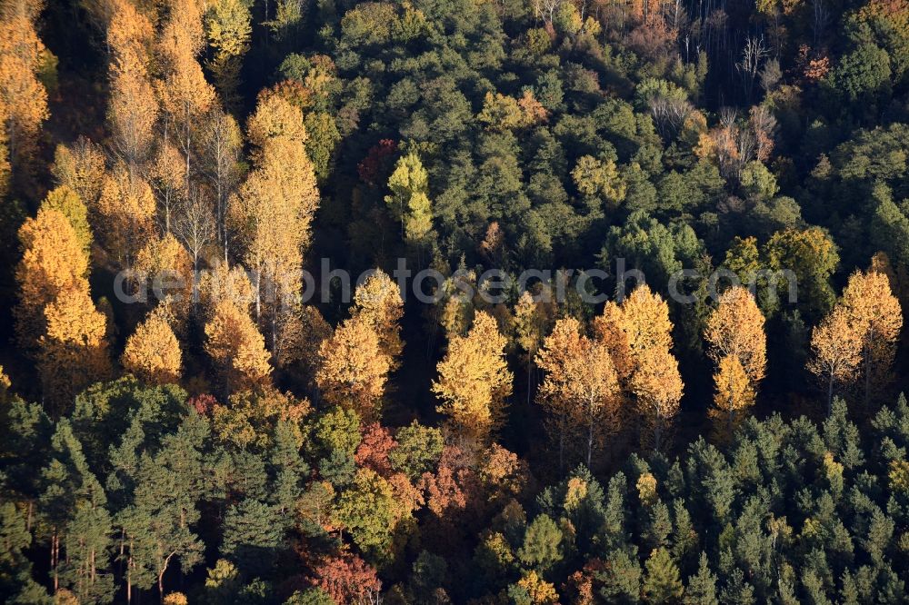 Altlandsberg from the bird's eye view: Autumnally brightly colored treetops in a forest area in Altlandsberg in the state Brandenburg