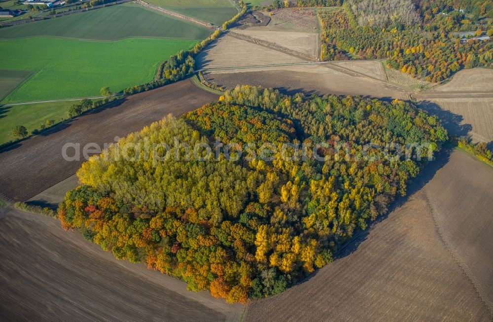 Hamm from above - Autumnally brightly colored treetops in a forest area in Hamm in the state North Rhine-Westphalia