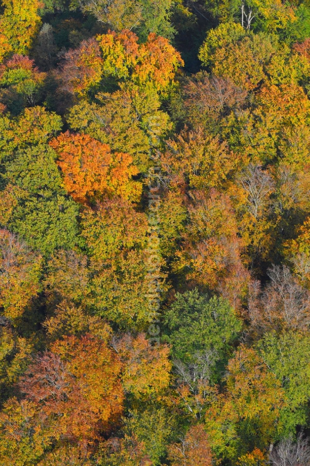 Lanke from above - Autumnally brightly colored treetops in a forest area in Lanke in the state Brandenburg, Germany