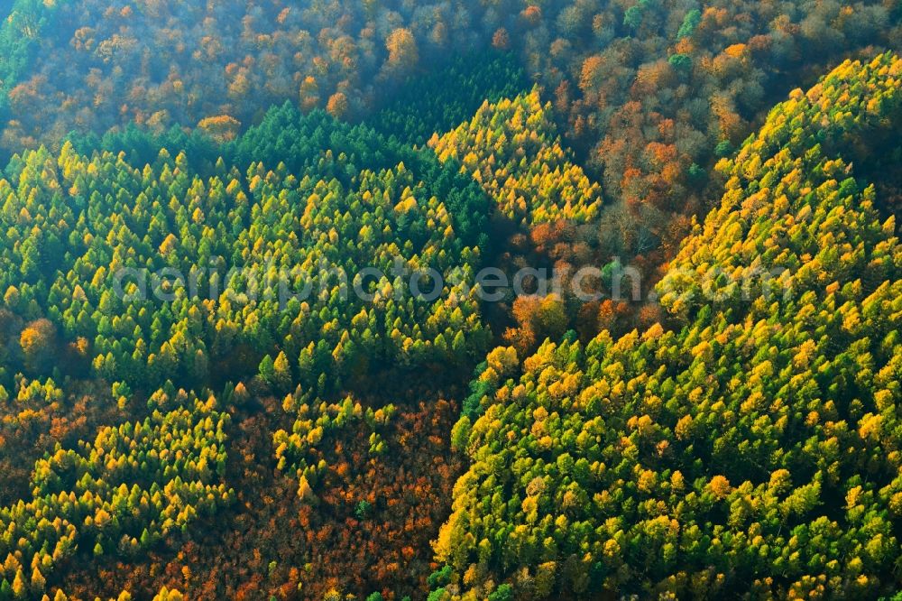 Aerial image Hohenlychen - Autumnally brightly colored treetops in a forest area in Lychen in the state Brandenburg, Germany