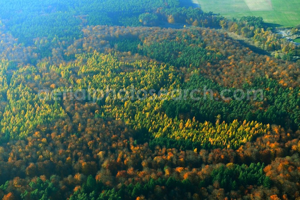 Aerial photograph Hohenlychen - Autumnally brightly colored treetops in a forest area in Lychen in the state Brandenburg, Germany