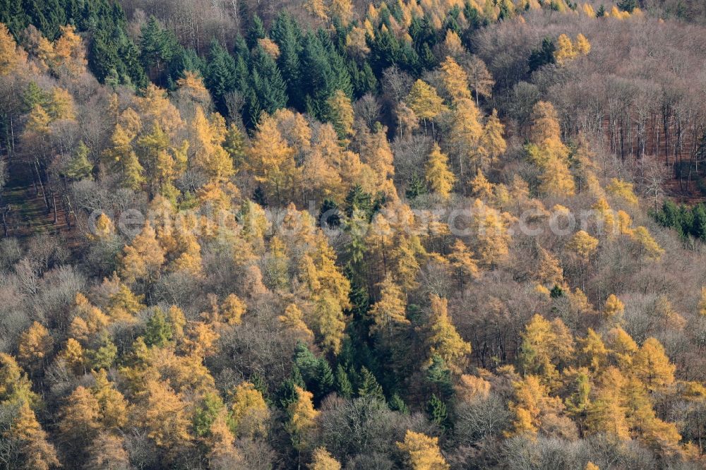 Lörrach from above - Autumn colors in the forest in Loerrach in Baden-Wuerttemberg in the Black Forest