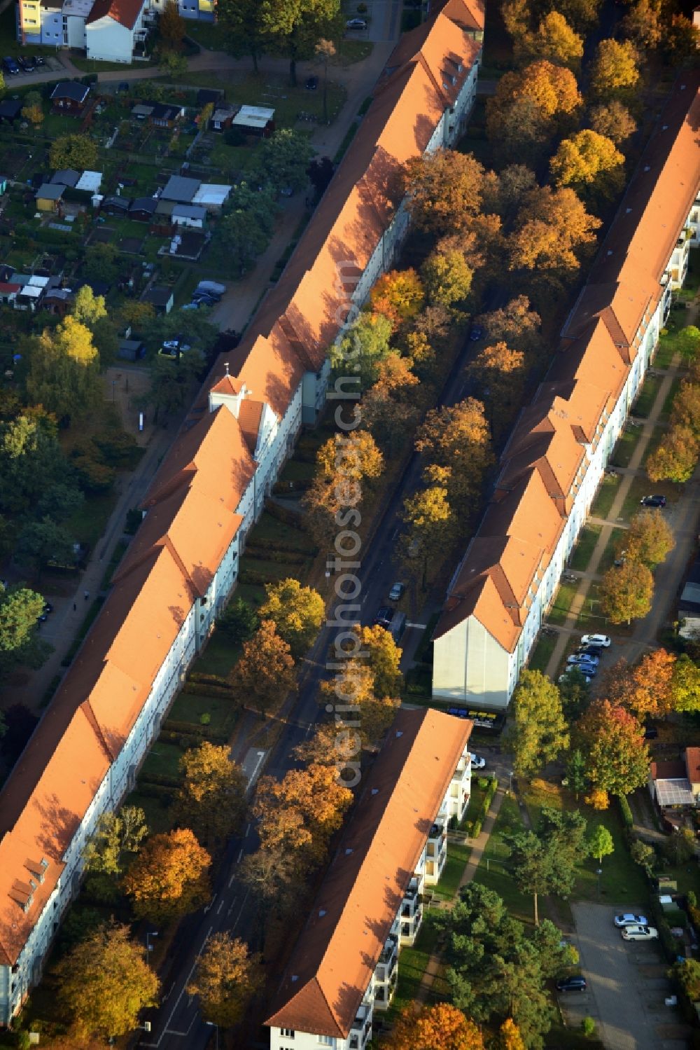 Aerial image Hennigsdorf - Autumnal golden colored tree rows in Hennigsdorf in Brandenburg