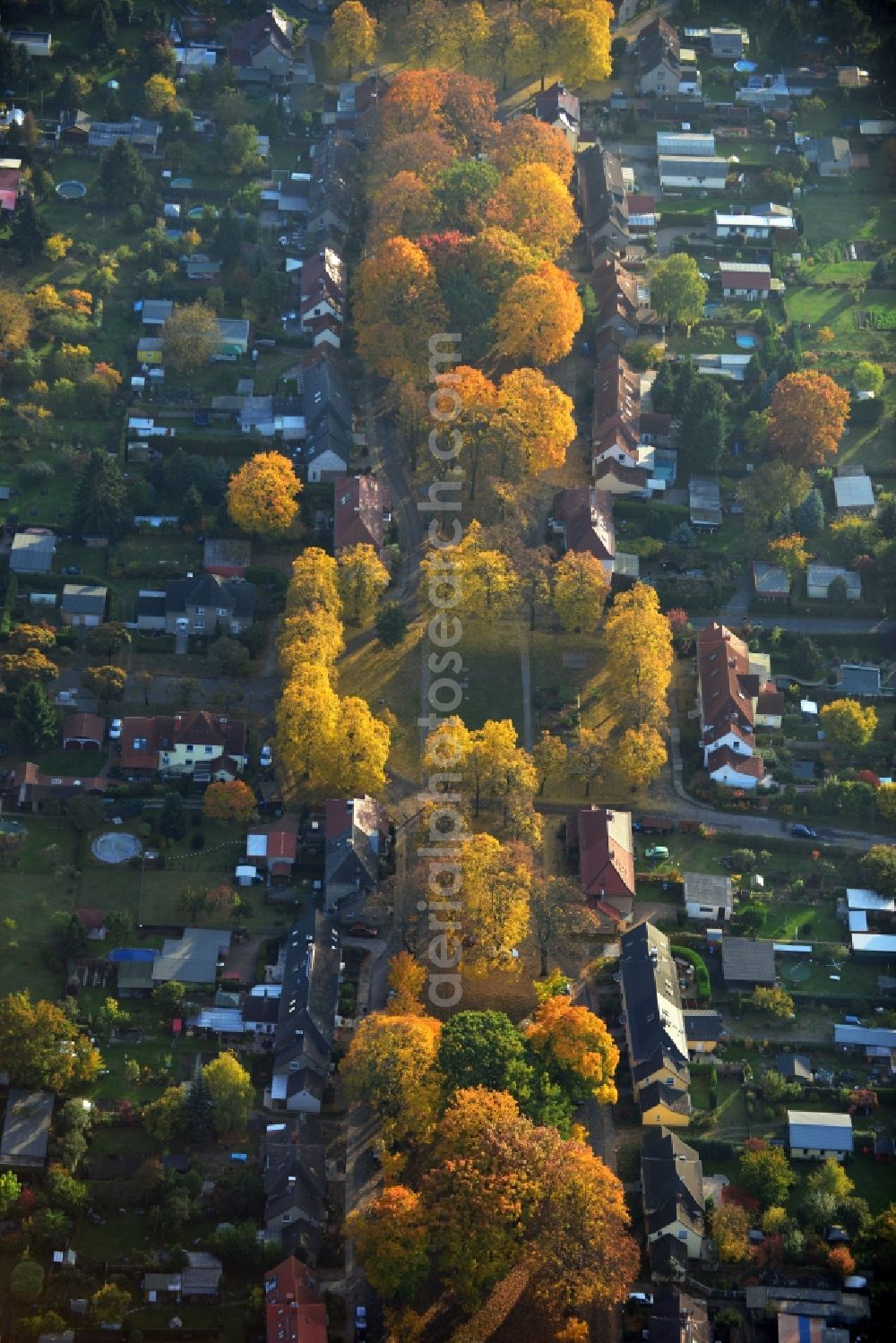 Hennigsdorf from above - Autumnal golden yellow colored rows of trees in the homestead settlement in Hennigsdorf in Brandenburg