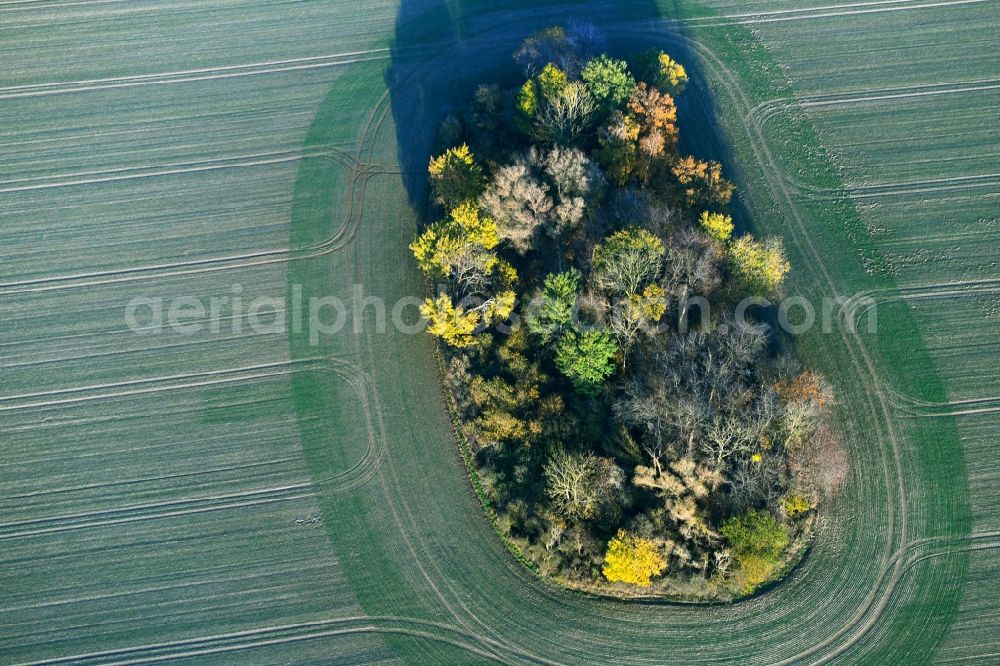 Aerial image Ahrenshagen-Daskow - Autumn tree island on a field in Ahrenshagen-Daskow in the state Mecklenburg-Vorpommern, Germany