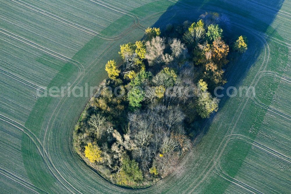 Aerial photograph Ahrenshagen-Daskow - Autumn tree island on a field in Ahrenshagen-Daskow in the state Mecklenburg-Vorpommern, Germany