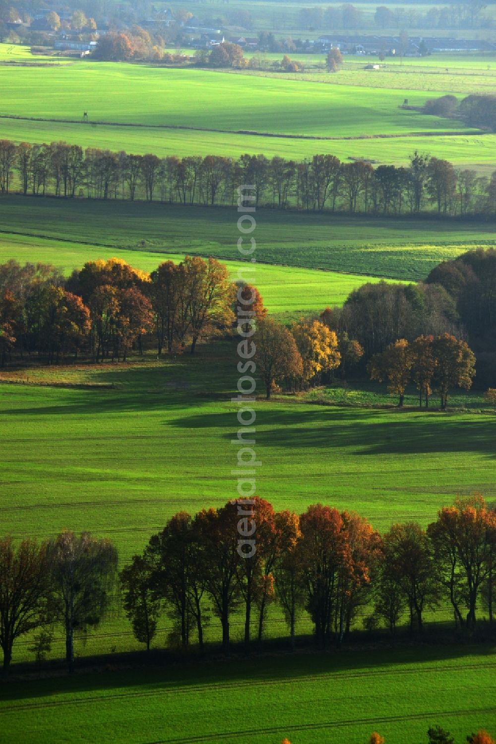 Aerial image Großwoltersdorf - Autumnal tree rows in a field landscape at Großwoltersdorf in Brandenburg