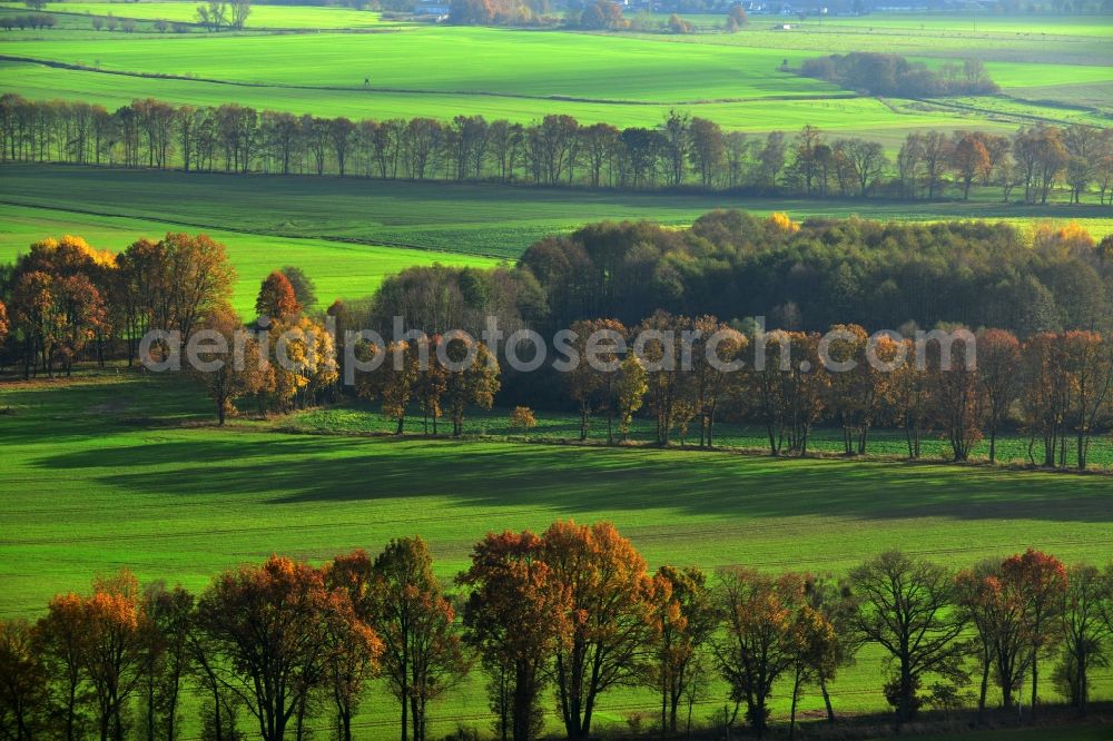 Großwoltersdorf from above - Autumnal tree rows in a field landscape at Großwoltersdorf in Brandenburg