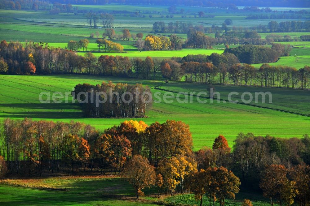 Großwoltersdorf from the bird's eye view: Autumnal tree rows in a field landscape at Großwoltersdorf in Brandenburg