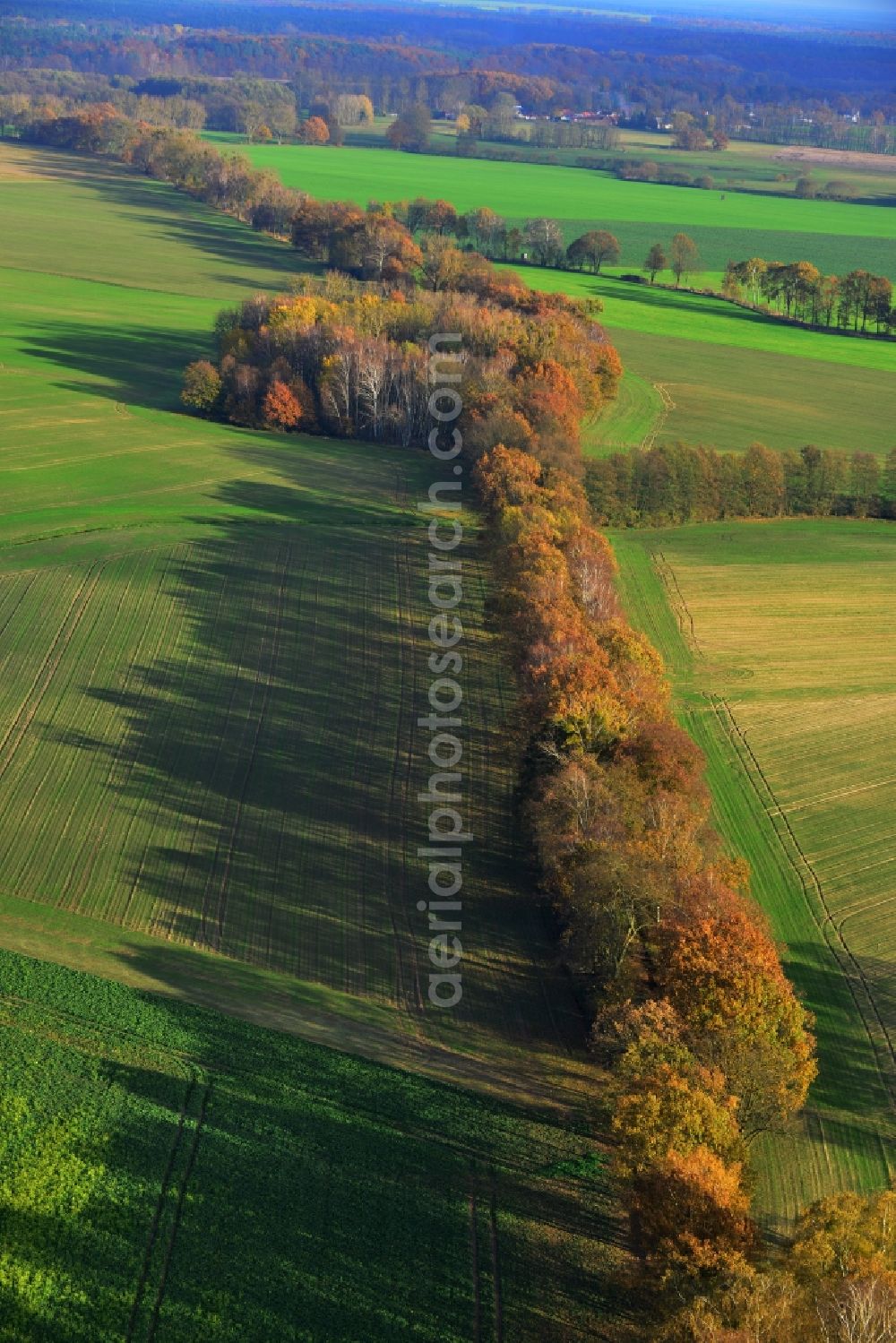 Aerial photograph Großwoltersdorf - Autumnal tree rows in a field landscape at Großwoltersdorf in Brandenburg