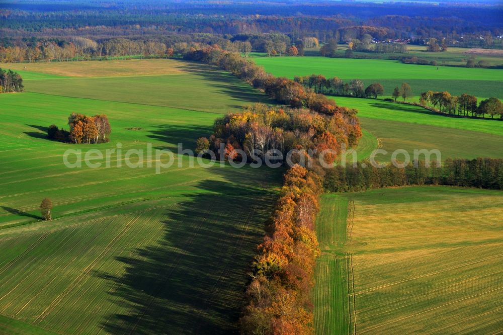 Großwoltersdorf from the bird's eye view: Autumnal tree rows in a field landscape at Großwoltersdorf in Brandenburg