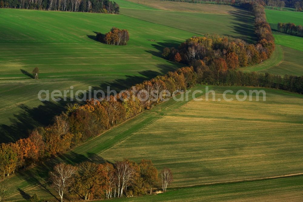 Aerial photograph Großwoltersdorf - Autumnal tree rows in a field landscape at Großwoltersdorf in Brandenburg