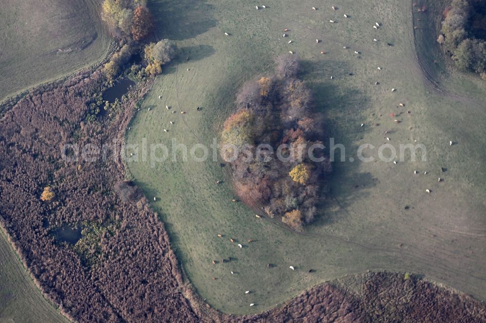 Lichterfelde from above - Meadow pasture- structures a field landscape in the nature reserve at Buckowseerinne Lichterfelde in Brandenburg