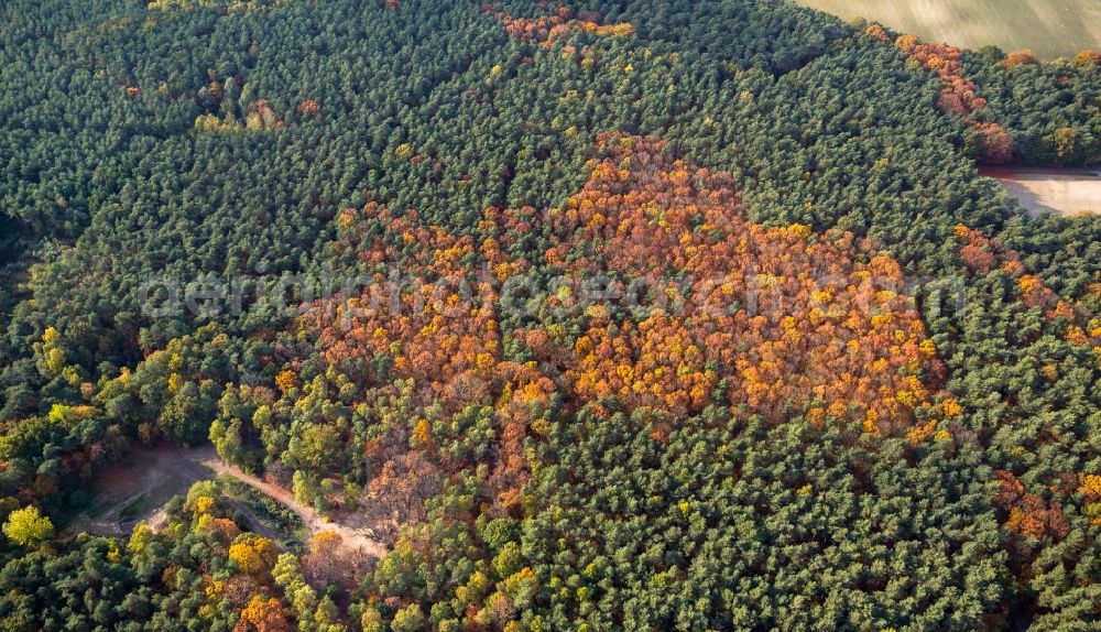 Warendorf from above - Autumnal deciduous trees in a forest in the north-west of Warendorf in the state North Rhine-Westphalia