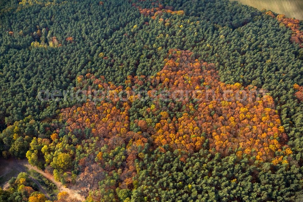 Aerial photograph Warendorf - Autumnal deciduous trees in a forest in the north-west of Warendorf in the state North Rhine-Westphalia