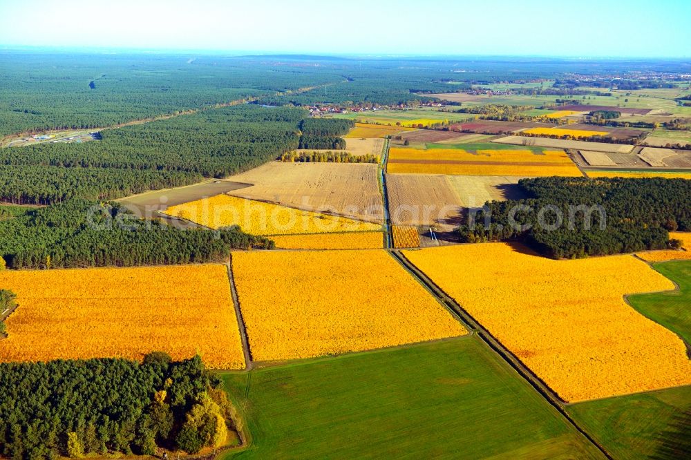 Aerial photograph Trebbin - Autumnal view of agricultural land in the city Trebbin in Teltow-Flaming, Brandenburg