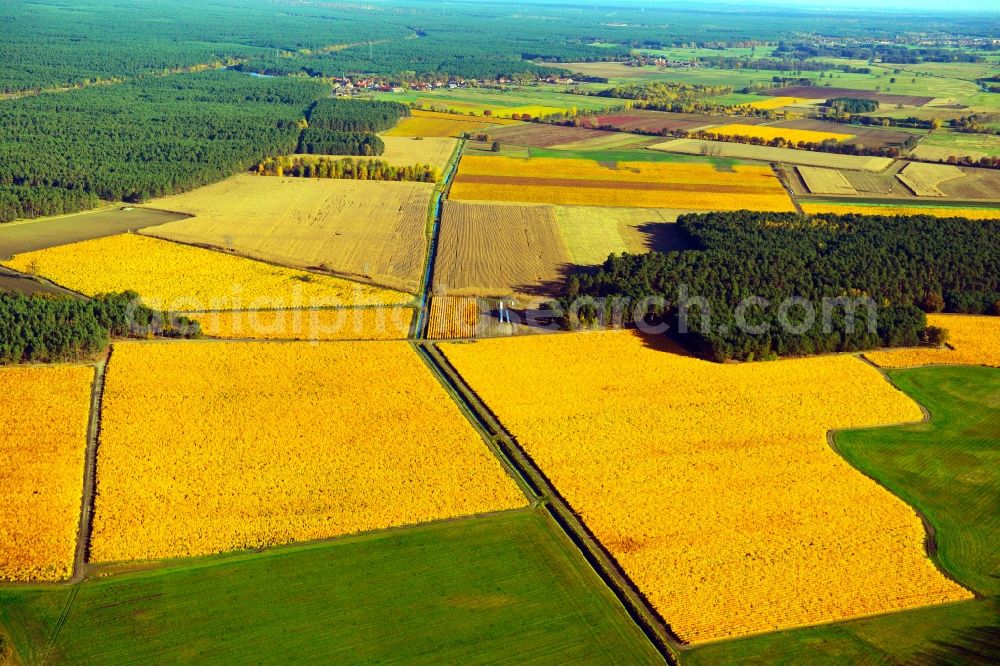 Trebbin from above - Autumnal view of agricultural land in the city Trebbin in Teltow-Flaming, Brandenburg