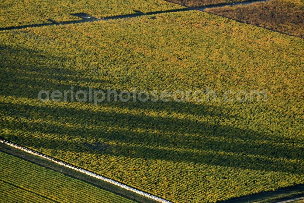 Klaistow from the bird's eye view: Autumnal shadow tree row on a forest edge in Klaistow in the state of Brandenburg