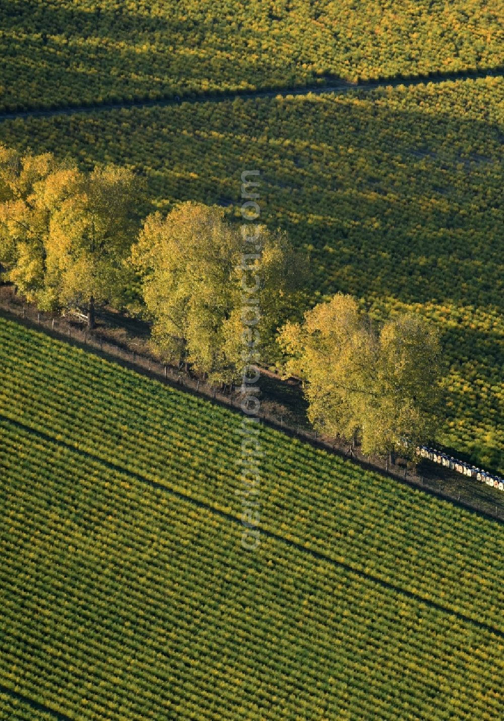 Aerial image Klaistow - Autumnal shadow tree row on a forest edge in Klaistow in the state of Brandenburg