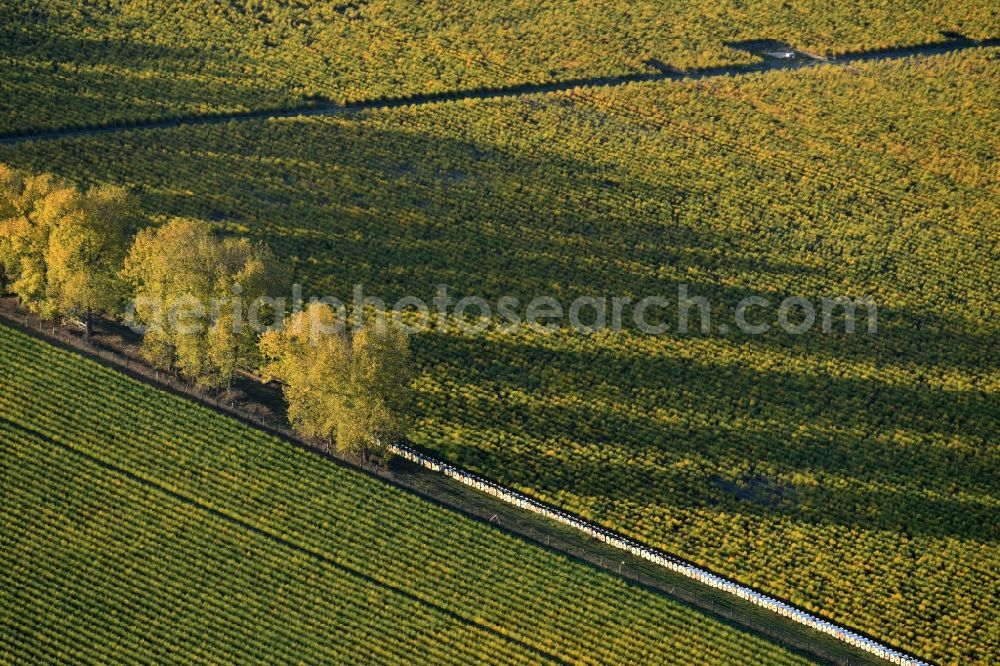 Aerial photograph Klaistow - Autumnal shadow tree row on a forest edge in Klaistow in the state of Brandenburg