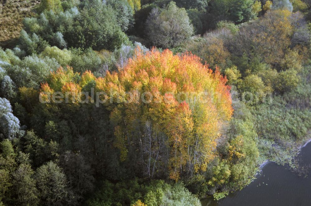 Kranepuhl from above - Herbstliche Stimmung an Laubbäumen am Havelufer bei Kranepuhl in Brandenburg.