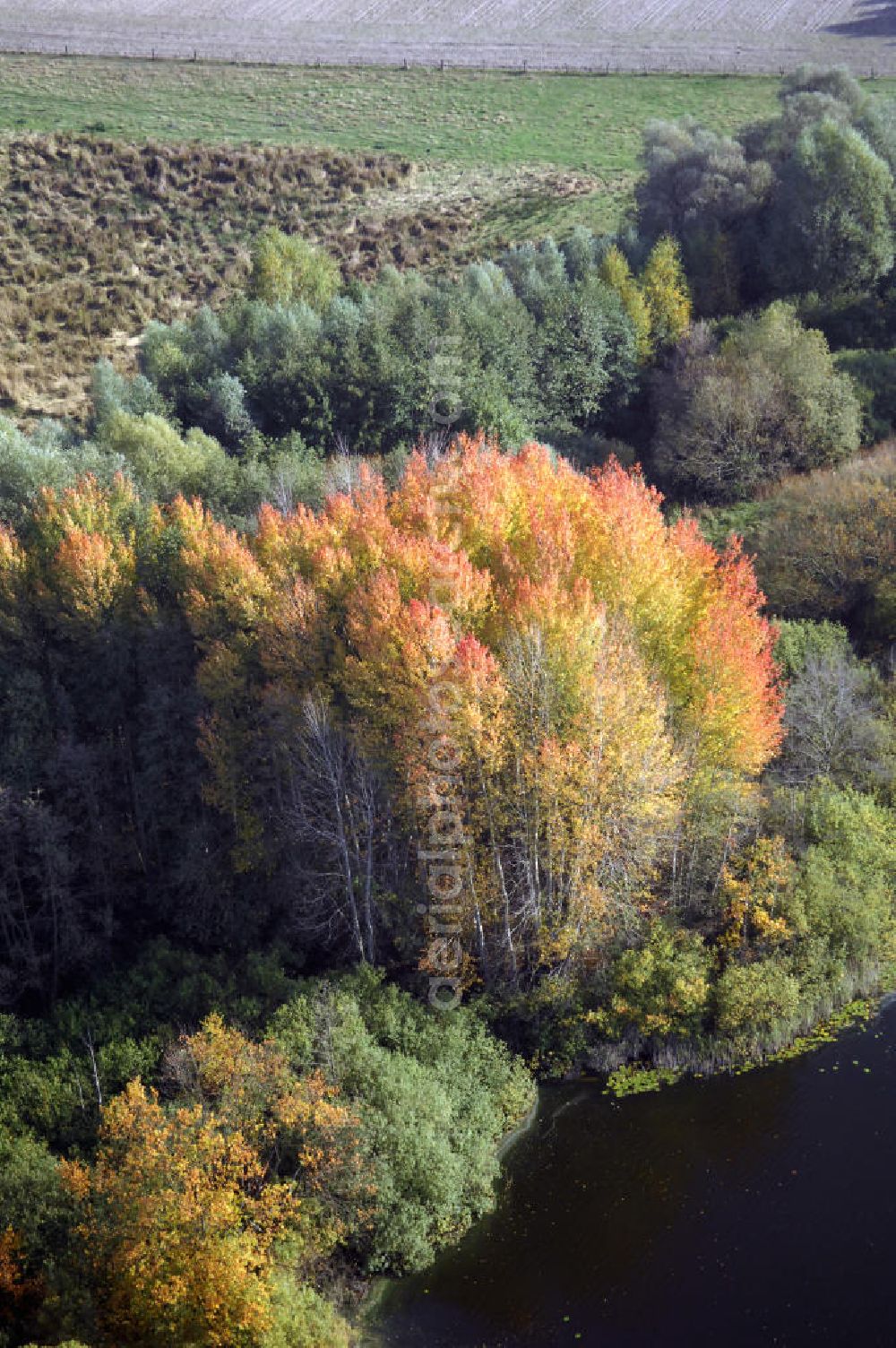 Kranepuhl from the bird's eye view: Herbstliche Stimmung an Laubbäumen am Havelufer bei Kranepuhl in Brandenburg.