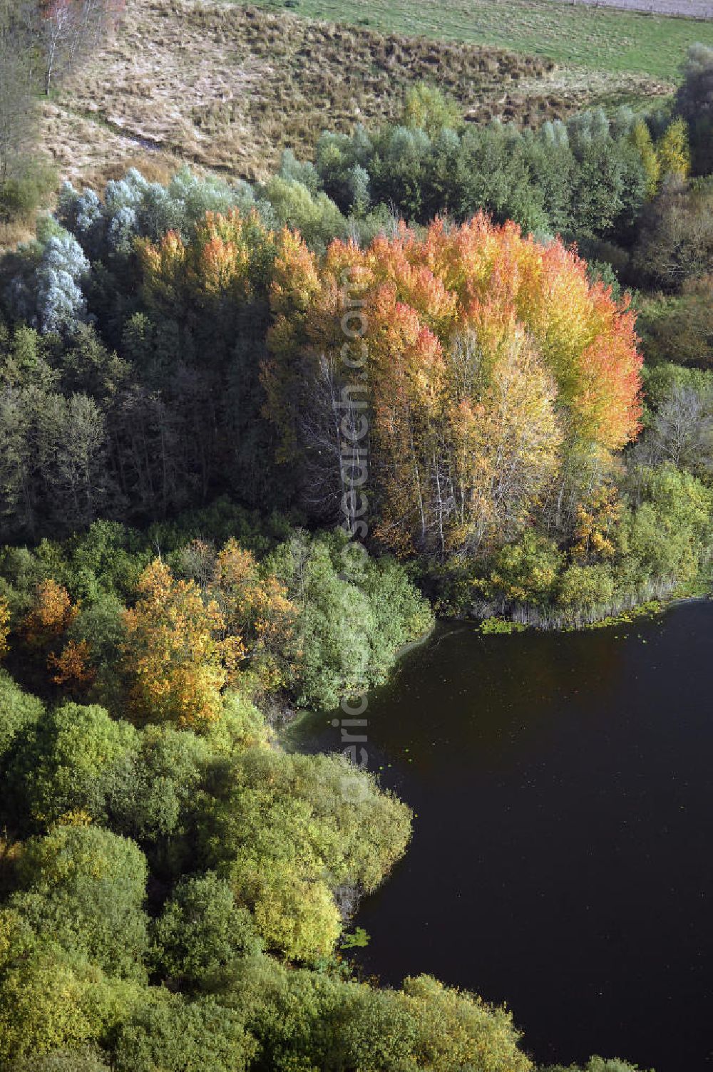 Aerial image Kranepuhl - Herbstliche Stimmung an Laubbäumen am Havelufer bei Kranepuhl in Brandenburg.