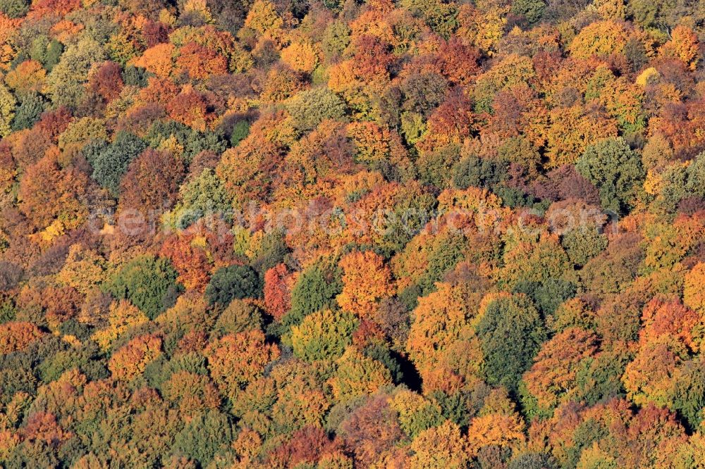 Jena from the bird's eye view: Autumnal forest landscape near Jena in Thuringia