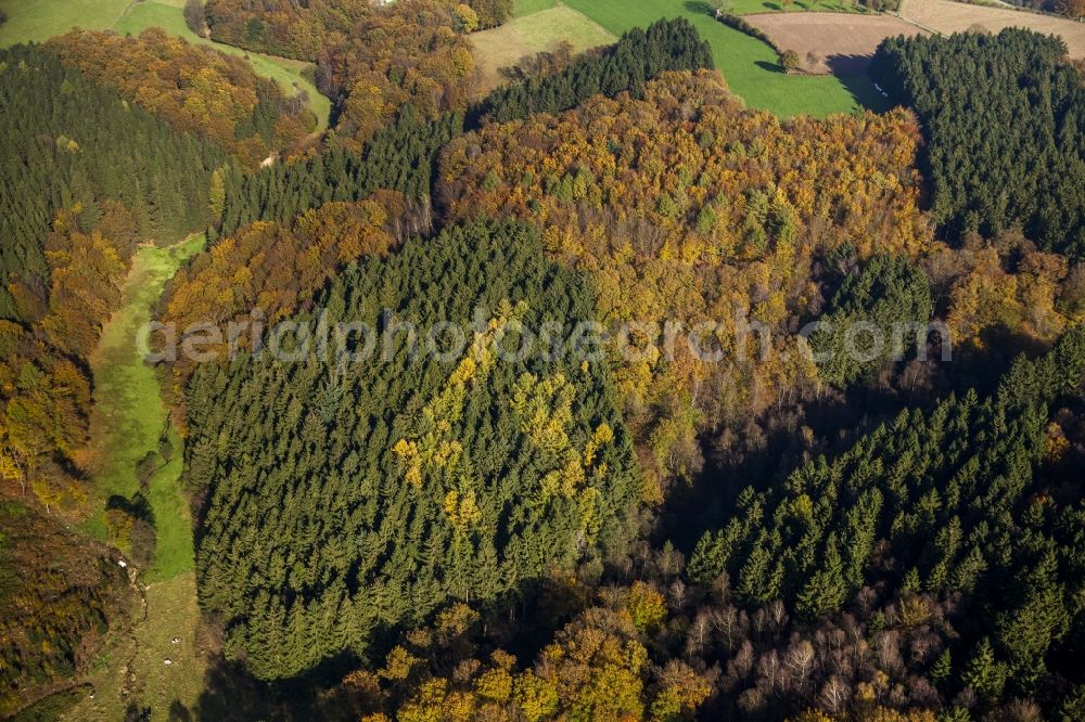 Ennepetal from above - Autumnal forest in Ennepetal in North Rhine-Westphalia