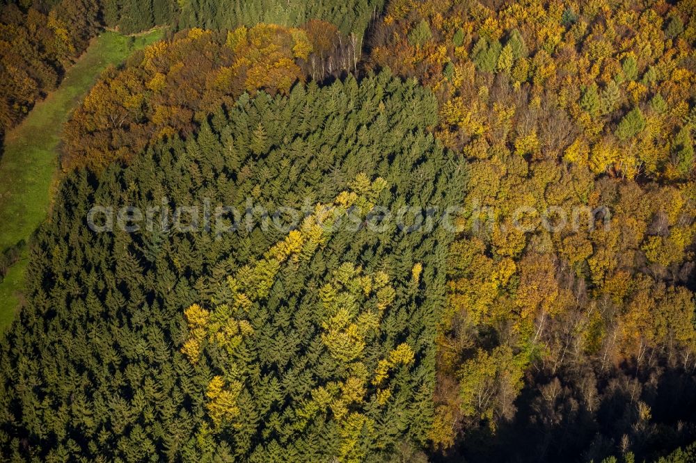 Ennepetal from the bird's eye view: Autumnal forest in Ennepetal in North Rhine-Westphalia