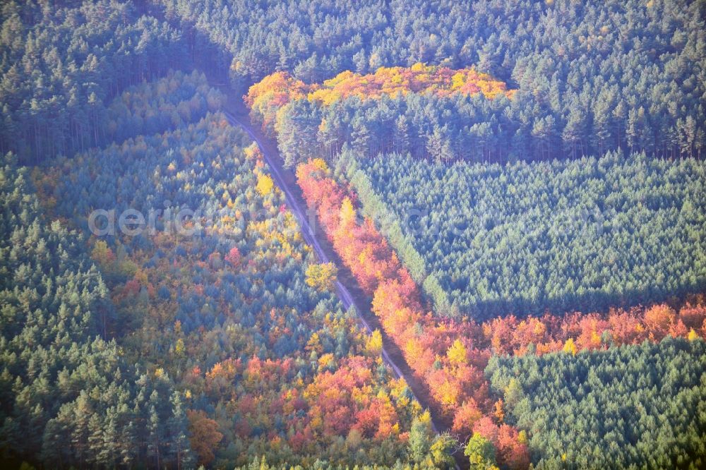 Weißewarte from the bird's eye view: View of an autumnal forestland in Weißwarte in the state Saxony-Anhalt. This autumn landscape is located in the mixed forest in the Tanger Elbniederung. The deciduous trees between the coniferous trees form the letter F