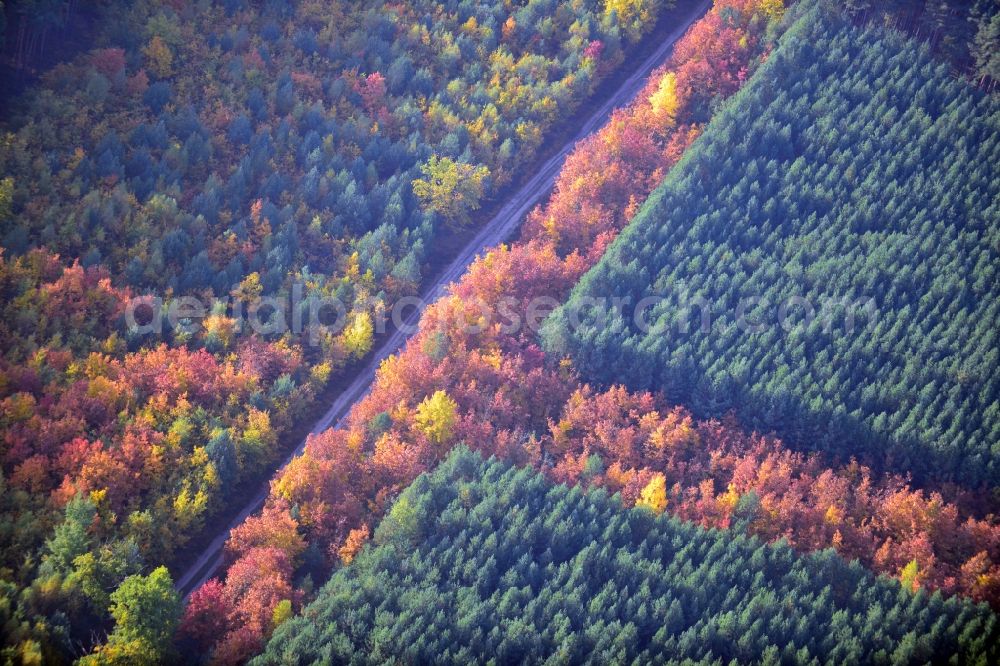 Weißewarte from above - View of an autumnal forestland in Weißwarte in the state Saxony-Anhalt. This autumn landscape is located in the mixed forest in the Tanger Elbniederung. The deciduous trees between the coniferous trees form the letter F