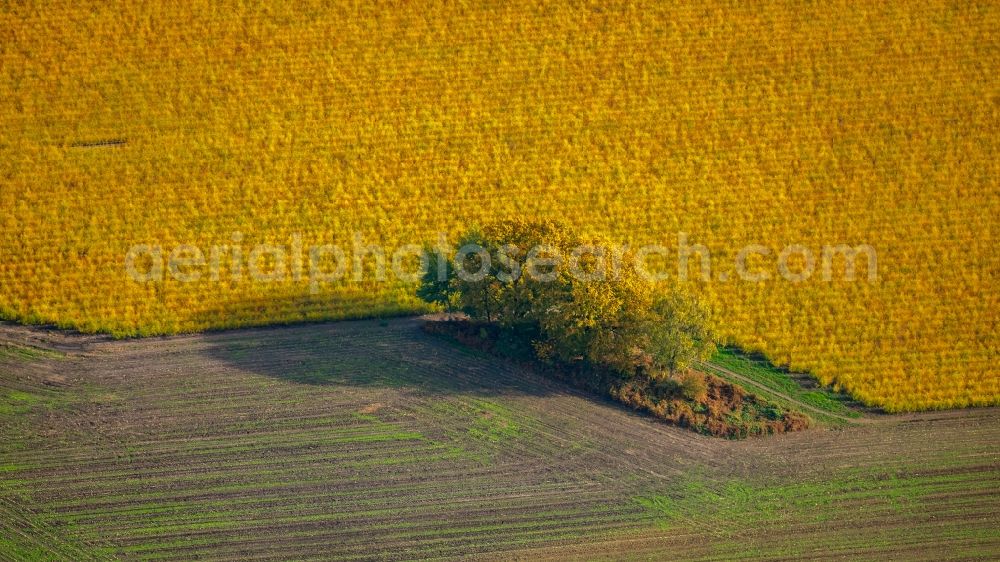 Bottrop from above - Autumnal discolored vegetation view of an island of trees in a field in Bottrop in the state North Rhine-Westphalia, Germany