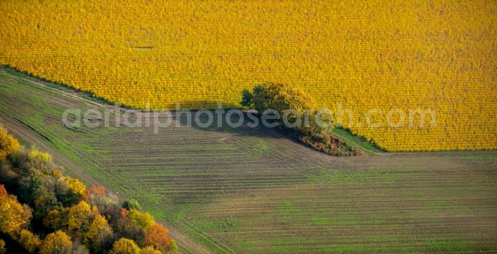 Bottrop from the bird's eye view: Autumnal discolored vegetation view of an island of trees in a field in Bottrop in the state North Rhine-Westphalia, Germany