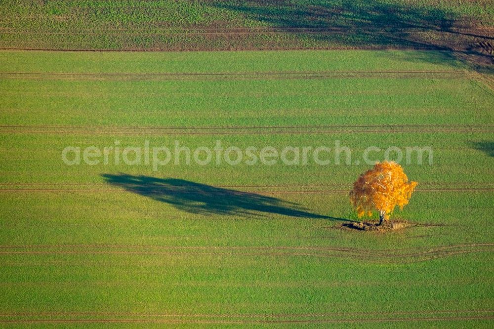 Aerial photograph Haltern am See - Autumnal discolored vegetation view island of trees in a field in Haltern am See in the state North Rhine-Westphalia, Germany