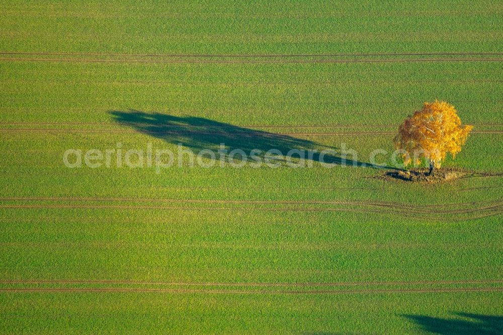 Haltern am See from above - Autumnal discolored vegetation view island of trees in a field in Haltern am See in the state North Rhine-Westphalia, Germany